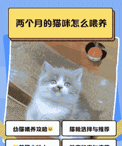 2个月以下的猫怎么养殖