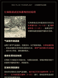 红梅什么时候移栽最佳