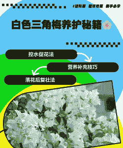 养殖白色三角梅怎么养
