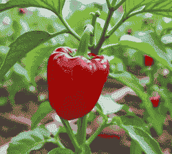 种植灯笼椒怎么种植的