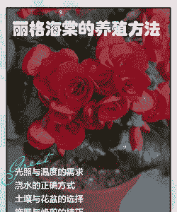 丽格海棠4月份怎么养殖