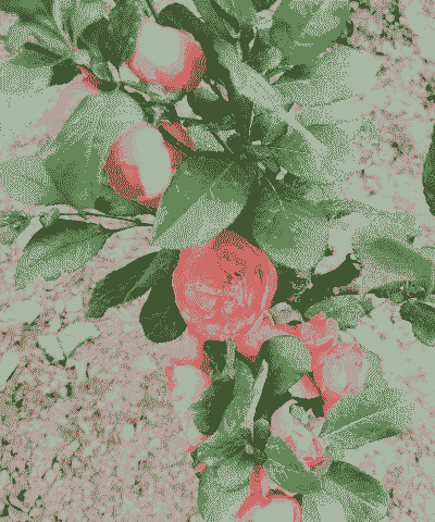 海棠什么季节移栽