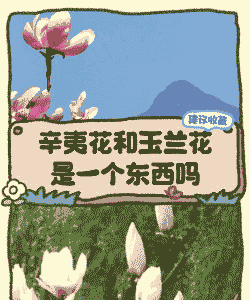 玉兰花是辛夷花吗