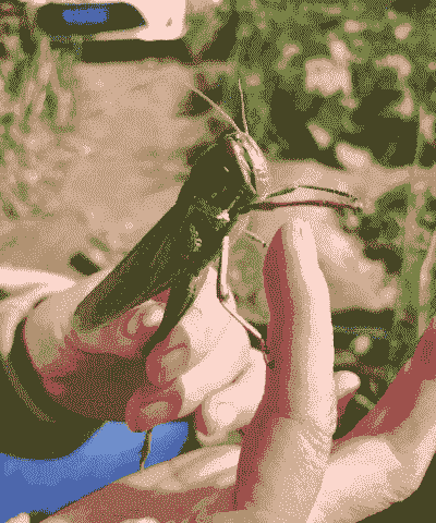 养殖蚂蚱怎么捉