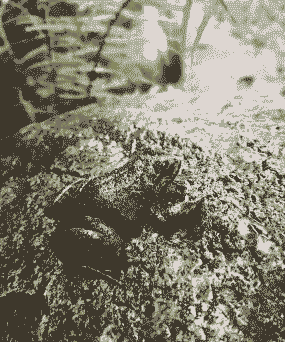 养殖石蛙叫起来怎么办