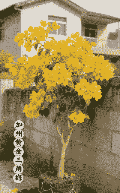 黄金三角梅怎么养殖