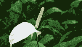 一帆风顺砍头后怎么养殖