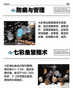 七彩鱼养殖怎么选位置呢