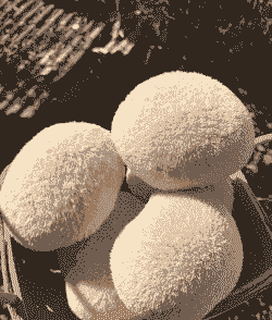 美国养殖的猴头菇怎么样