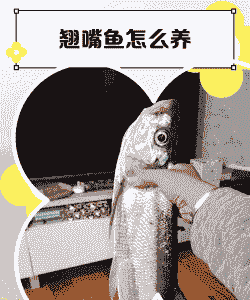 翘嘴鱼怎么养殖