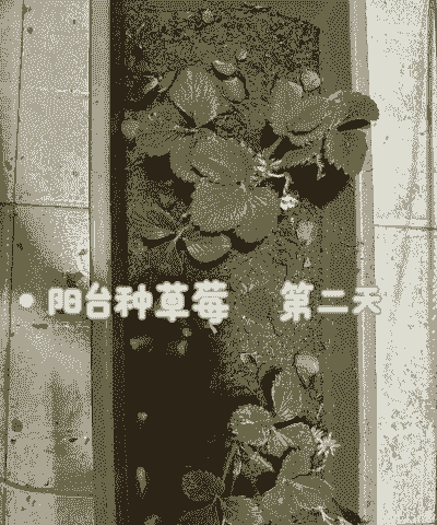 草莓移栽第二天怎么养殖