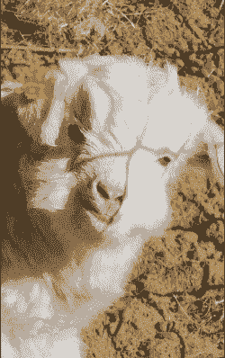 羊养殖场怎么用耳钉分