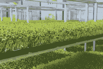 在家养殖芽菜前景怎么样