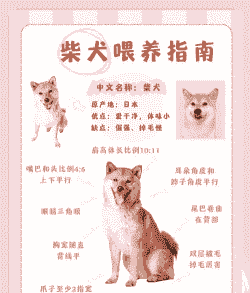 柴犬养殖前期工作怎么样