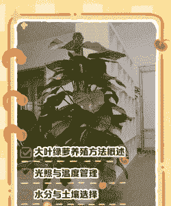 大叶绿萝换盆后怎么养殖