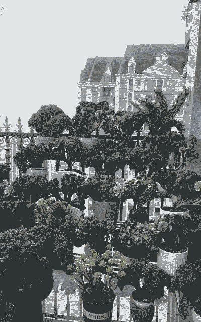 老桩的多肉怎么养殖的好