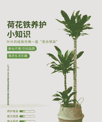 荷花铁怎么养殖