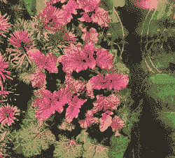 五彩薄荷水草怎么样养殖