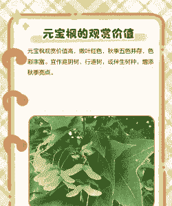 元宝枫为什么叫断子绝孙树