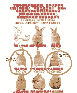 8厘米的小兔该怎么养殖