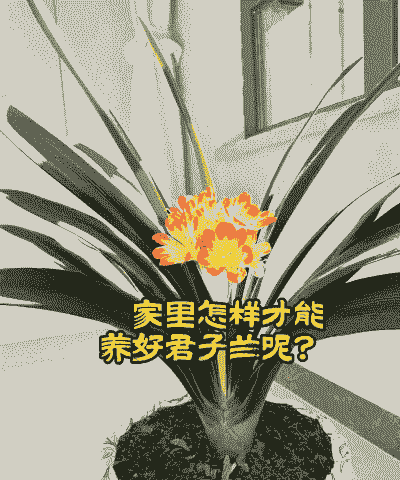 君子兰用花盆里怎么养殖