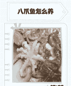 一只小八爪鱼怎么养殖