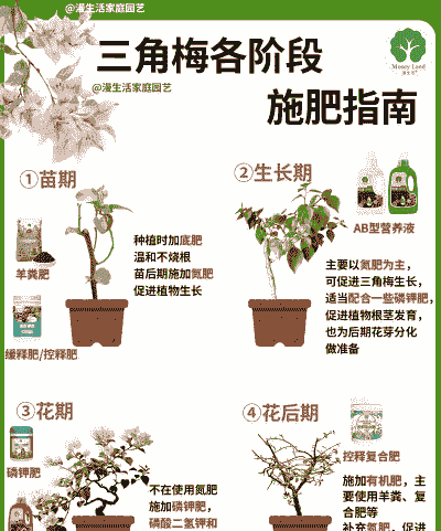 三角梅施肥后怎么养殖