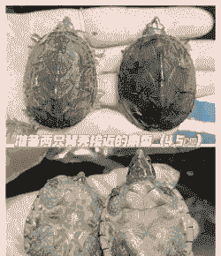 人工养殖龟龄怎么看公母