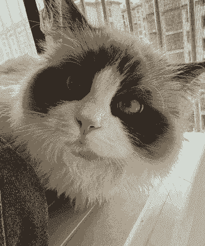 7个月猫怎么样养殖