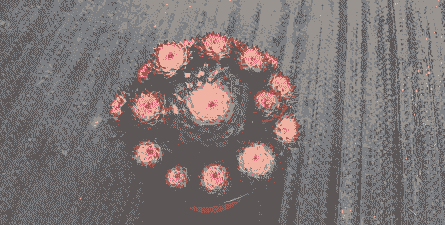 多肉七彩莲怎么养殖的