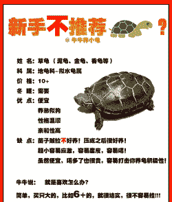 2到3厘米乌龟怎么养殖