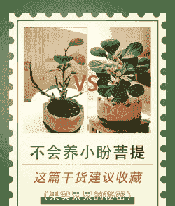 菩提植物怎么养殖