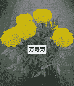 万寿菊花的叶子怎么养殖