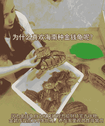 室内养殖金钱龟怎么样养