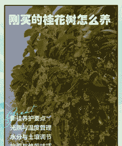 刚买的小桂花树怎么养殖