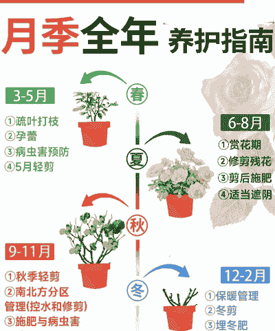 月季花养殖怎么办理手续