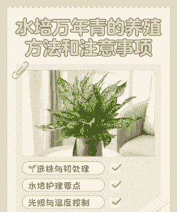 万年青盆栽怎么养殖