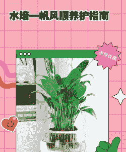 一帆风顺烂根怎么养殖