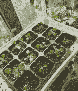 莱芜三色堇幼苗怎么养殖