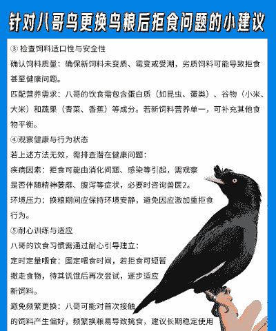 不吃食的野八哥怎么养殖