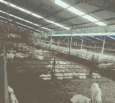 投资中国养殖业怎么样