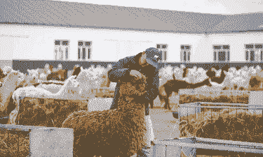 怎么样去蒙古做养殖业