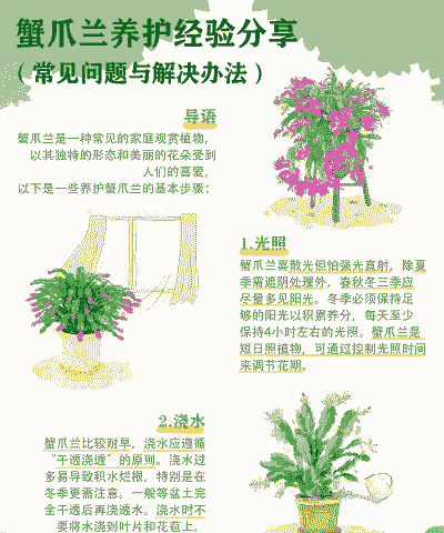 蟹爪兰养殖不爱长怎么办