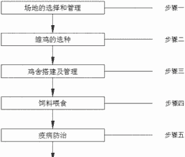 鸡怎么养殖过程