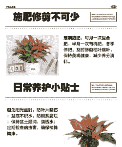 水养万年红怎么养殖好