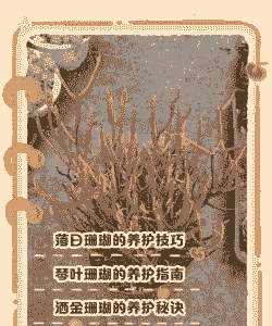 珊瑚怎么养殖方法