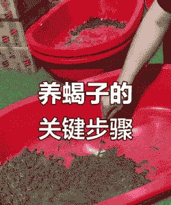 蝎子一年四季怎么养殖