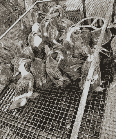 去养殖场买蛋鸭怎么样