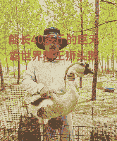 一斤多的狮头鹅怎么养殖