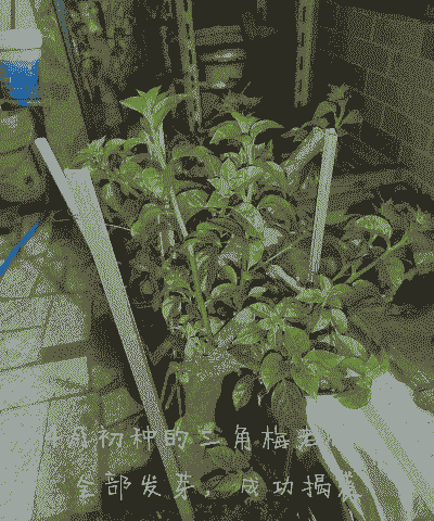 三角梅冒芽了怎么养殖